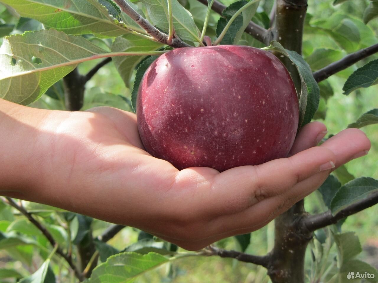 Сорт яблони Лобо