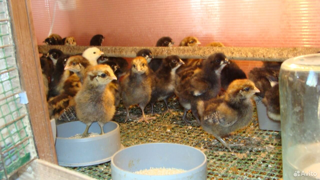 Цыплята кучинские купить на Зозу.ру - фотография № 1