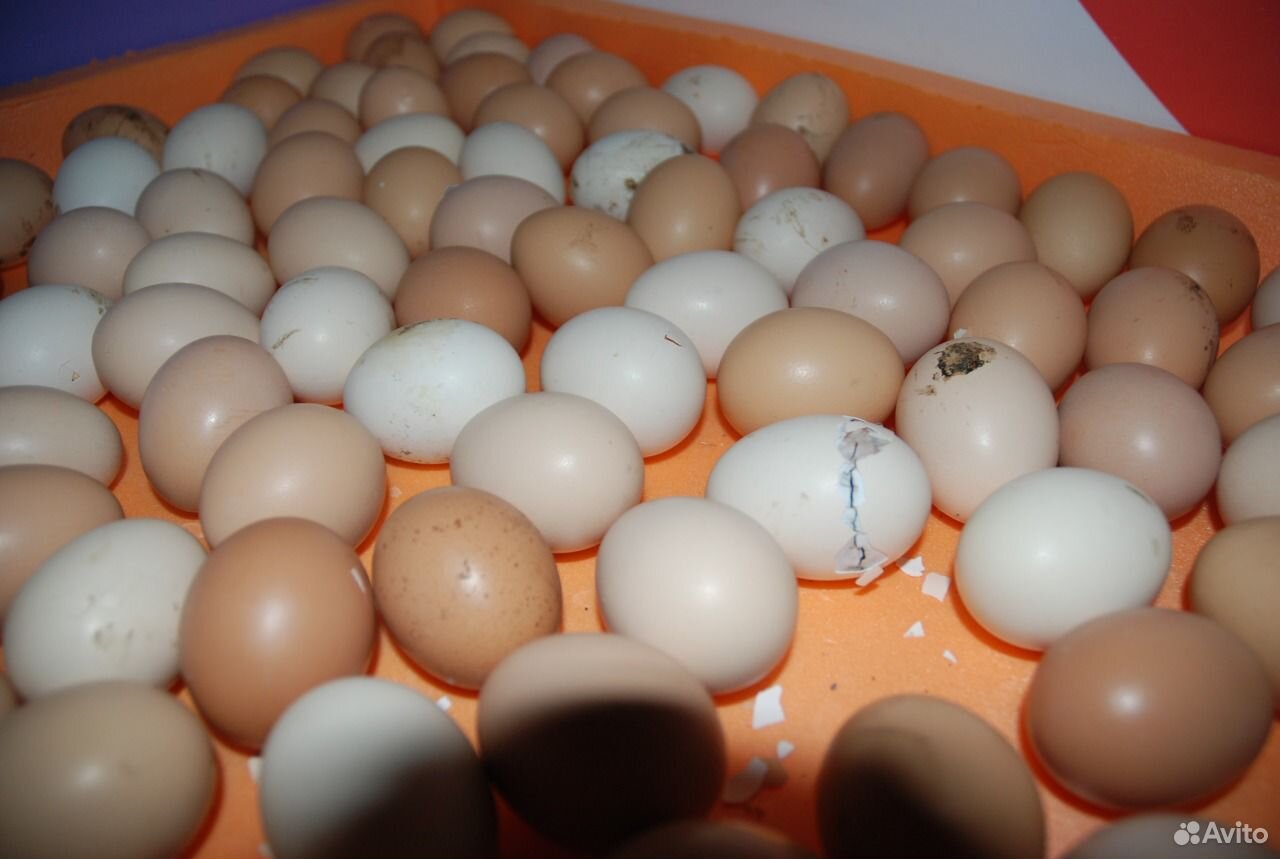 Купить инкубационное яйцо кучинской юбилейной. Яйца Ломан Адлеров.