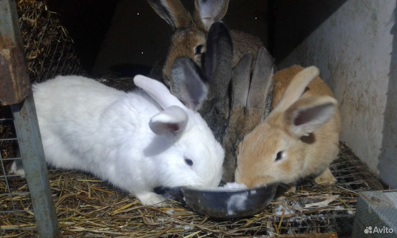 Купить кроликов в орле. Купить кроликов в Орловской области на авито свежие объявления.