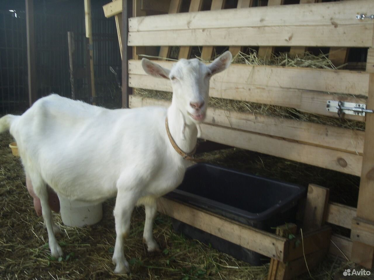 Белое молоко от белых коз купить на Зозу.ру - фотография № 3