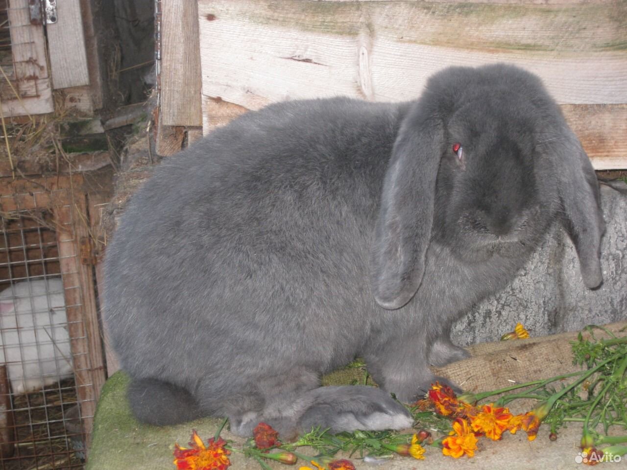 Кролики породы Французский баран купить на Зозу.ру - фотография № 2