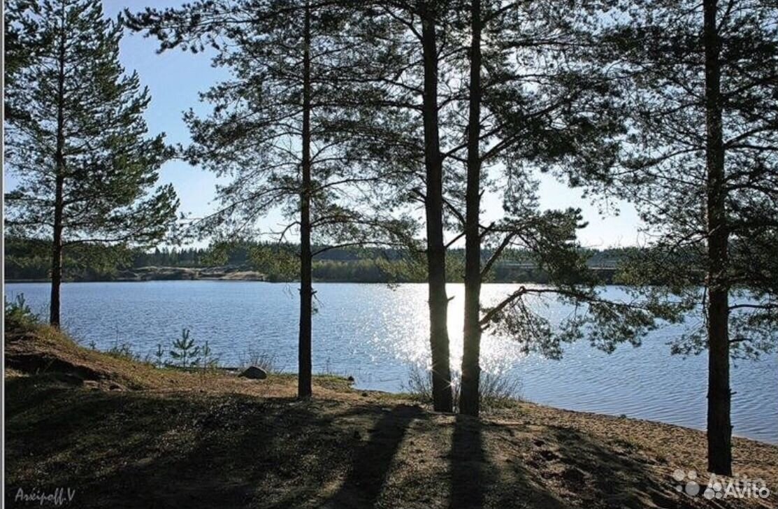 Погода коркино ленинградская область тосненский. Белое озеро Тосно. Озеро белое Тосненский. Тосно Ленинградская область озеро.