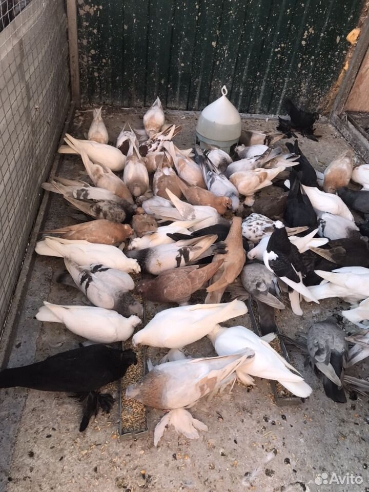 Продаю узбекских голубей. Не вольер все летают купить на Зозу.ру - фотография № 1