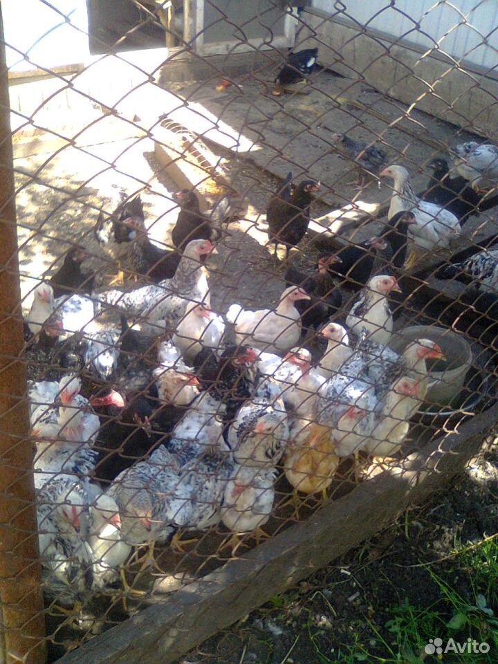 Цыплята породистых кур купить на Зозу.ру - фотография № 1