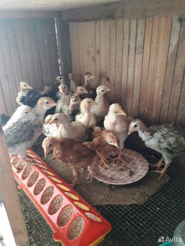 Цыплята кур-несушек купить на Зозу.ру - фотография № 4