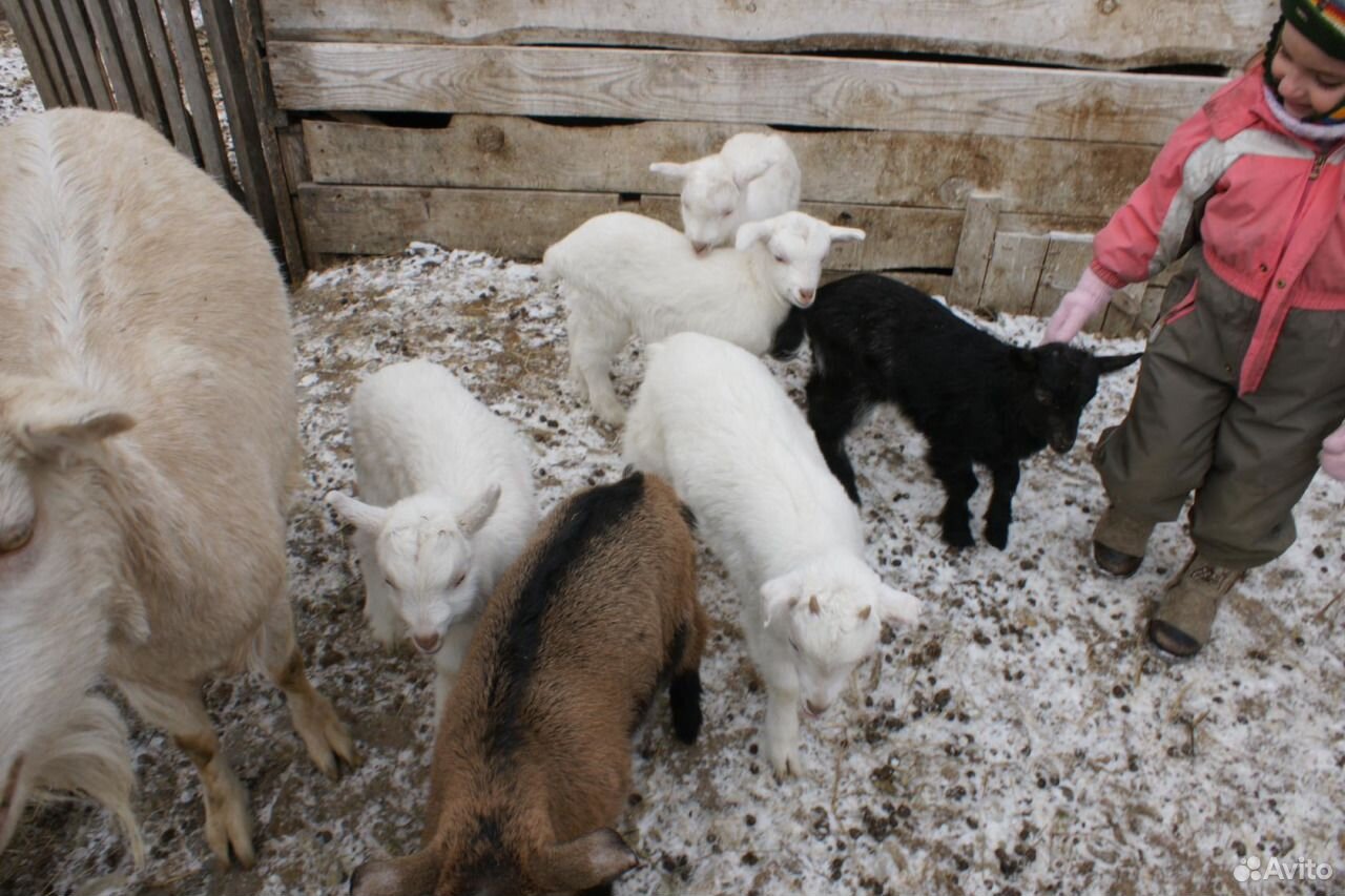 Козочки и козлята от высокоудойных коз купить на Зозу.ру - фотография № 3