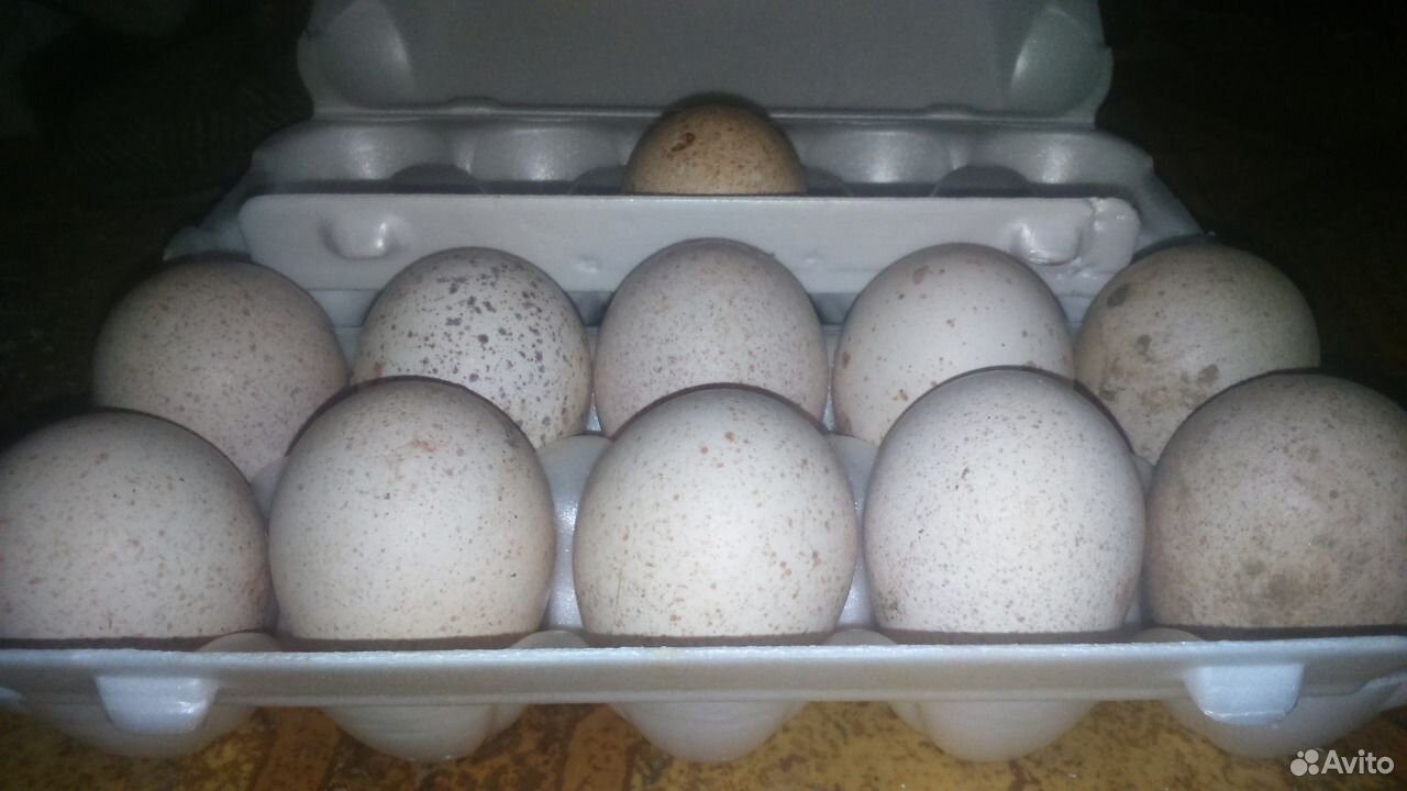 Купить яйцо инкубационное алтайский. Яйцо инкубационное индюшиное. Ивановские яйца. Яйцо инкубационное индюшиное Хайбрид конвертер фото. Инкубационное яйцо ХАЙГРИД КОНВЕРТЕРФОТО.