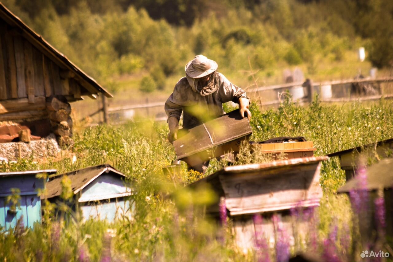 Пчелосемьи, мед купить на Зозу.ру - фотография № 1