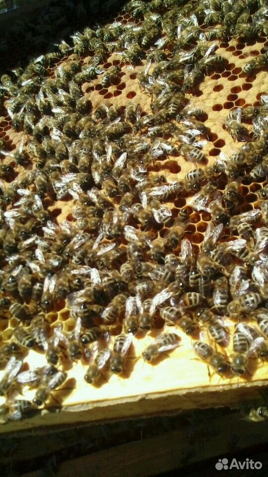 Пчелы карпатка купить на Зозу.ру - фотография № 1