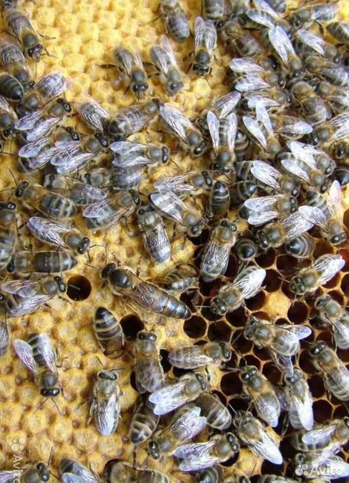 Пчёл Среднерусской породы купить на Зозу.ру - фотография № 1