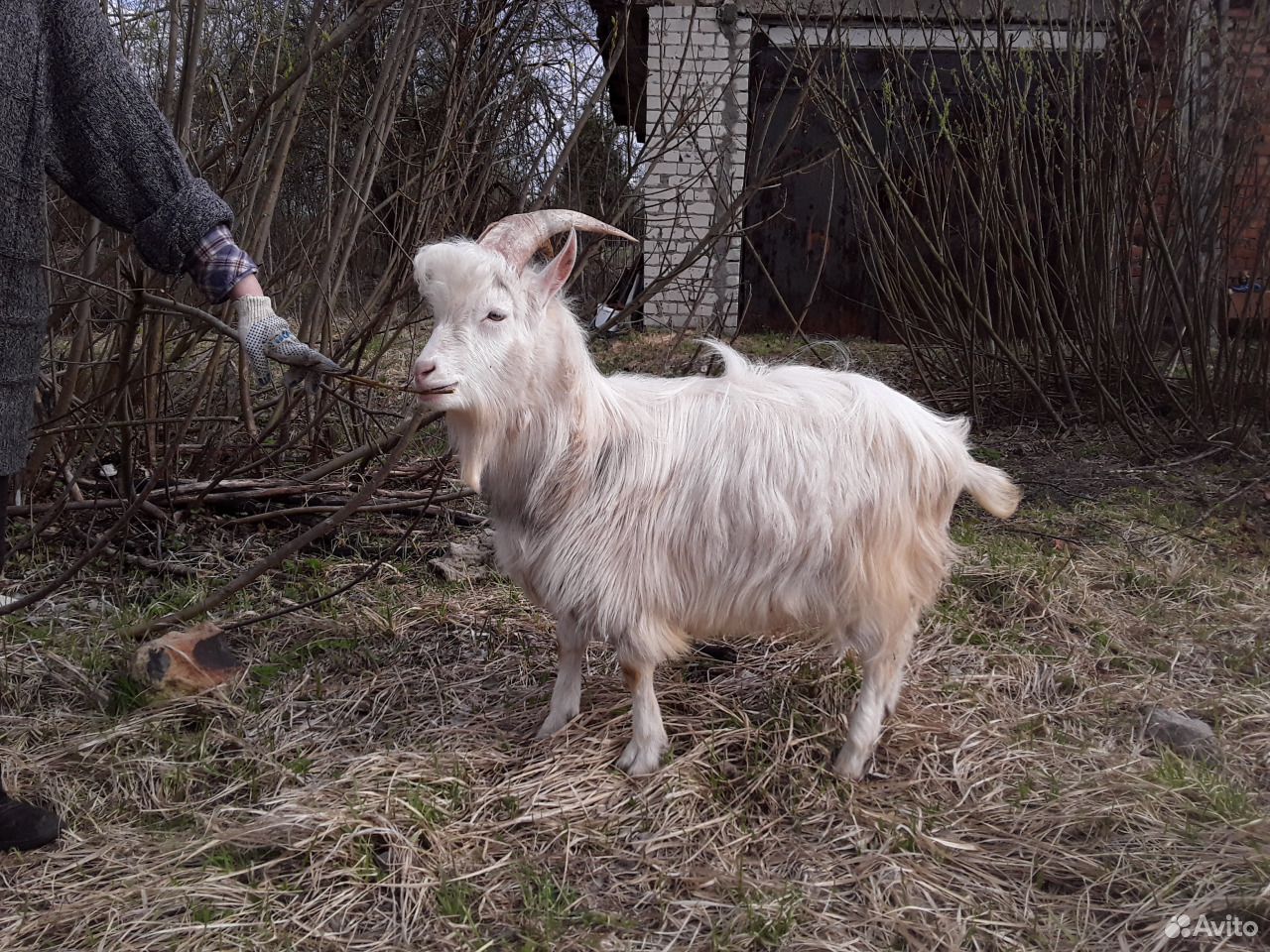 Продаётся козёл на племя купить на Зозу.ру - фотография № 5