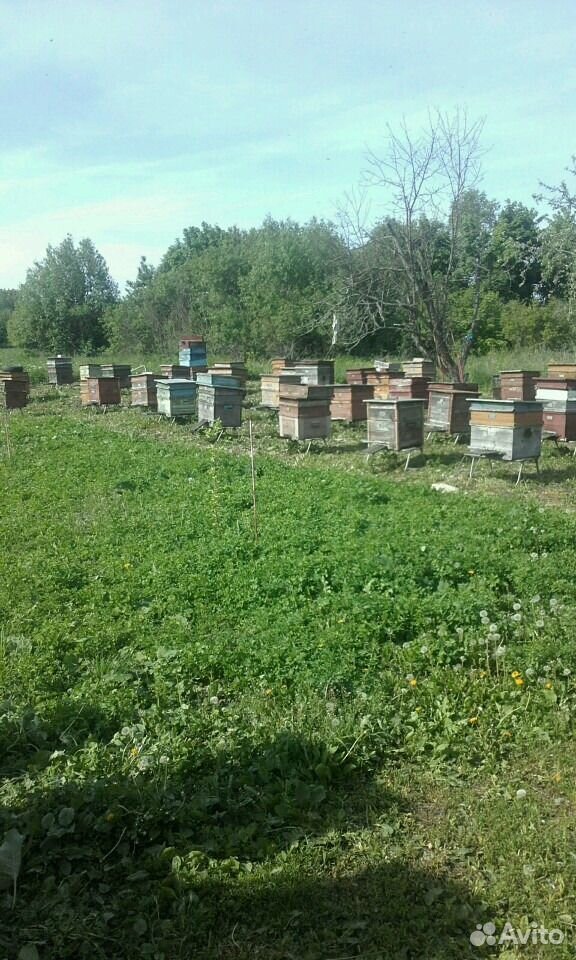 Продаю мёд купить на Зозу.ру - фотография № 2