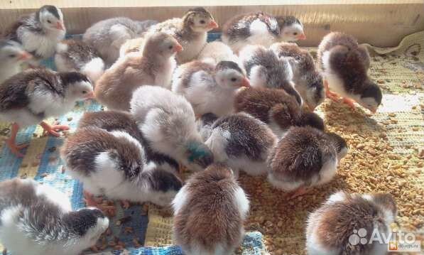 Цесарки цыплята купить на Зозу.ру - фотография № 1