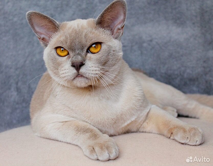 Бурманский котик, редкого лилового окраса купить на Зозу.ру - фотография № 3