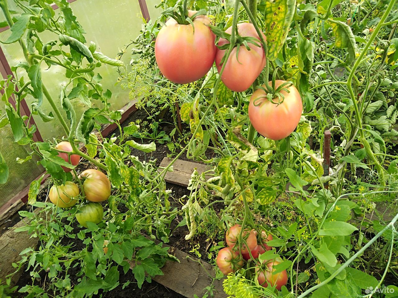 Домашняя помидора помидоры купить на Зозу.ру - фотография № 5