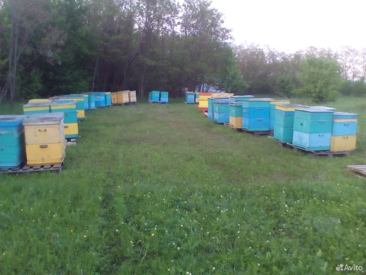 Продам настоящий вкусный мед в Тосно купить на Зозу.ру - фотография № 6