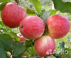 Саженцы яблони, груши, вишни, сливы купить на Зозу.ру - фотография № 2