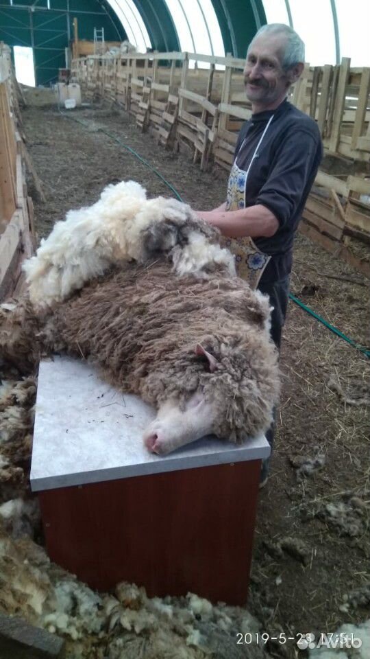 Овце-матки тексель купить на Зозу.ру - фотография № 1