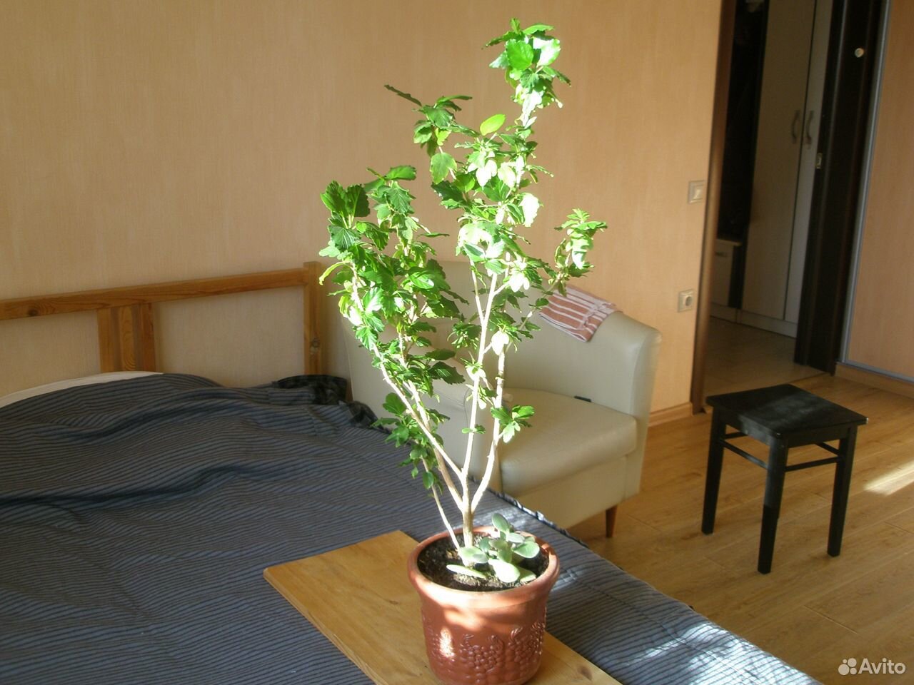 Комнатное растение Гибискус "Sunshine Orange" купить на Зозу.ру - фотография № 4