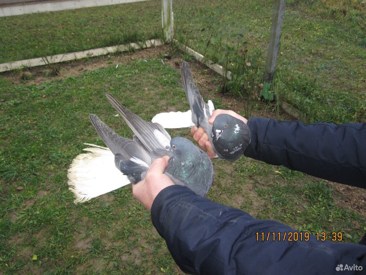 Продам Николаевских голубей в кол-ве 100 штук купить на Зозу.ру - фотография № 3
