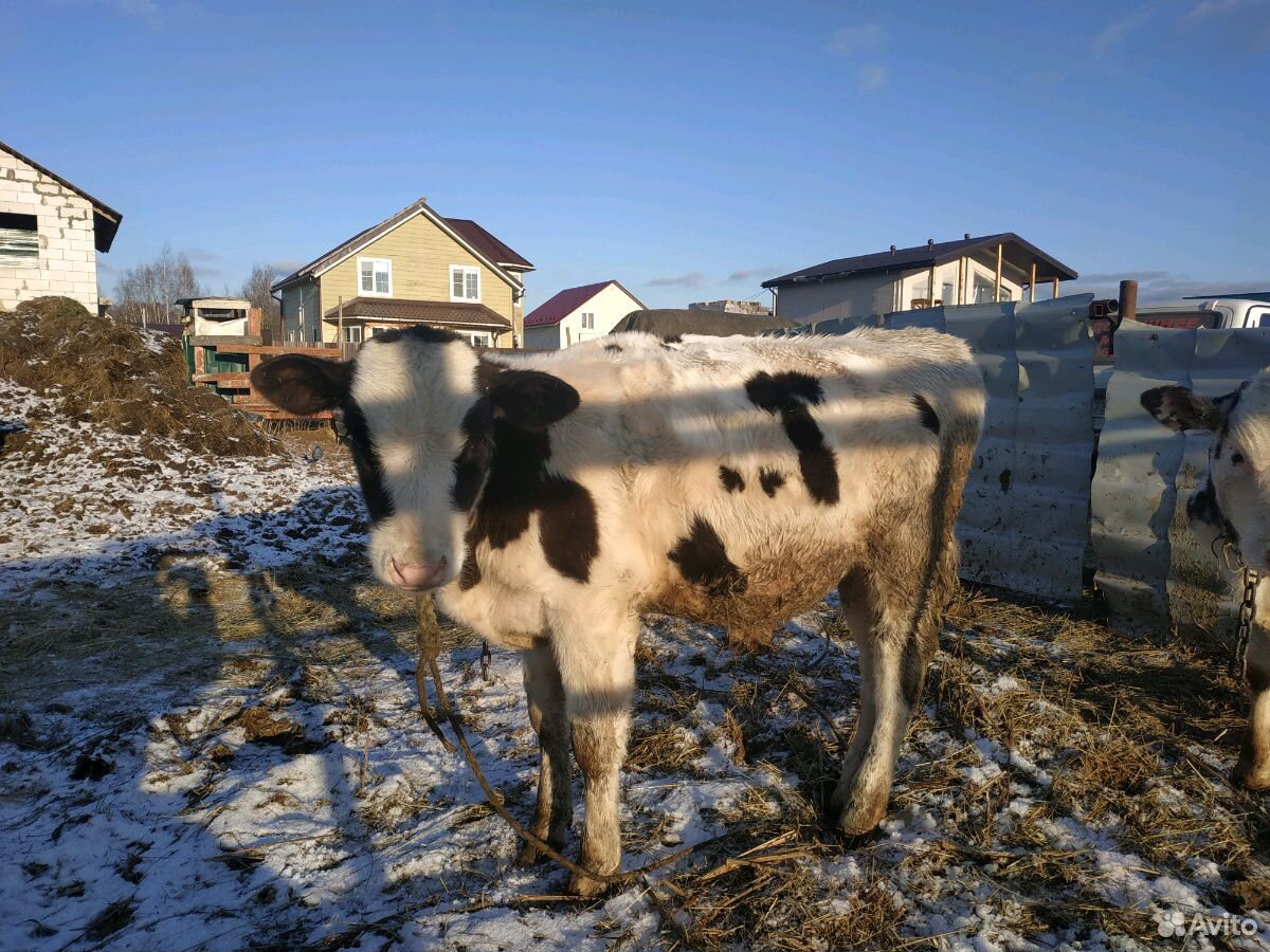 Телята, нетель, коровы купить на Зозу.ру - фотография № 5