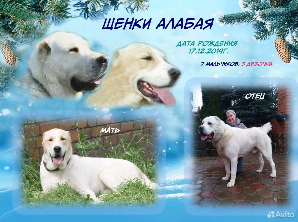 Купить Щенка Алабая В Гомеле