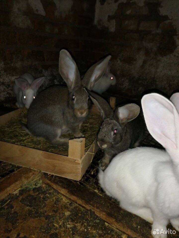 Продаются кролики купить на Зозу.ру - фотография № 2