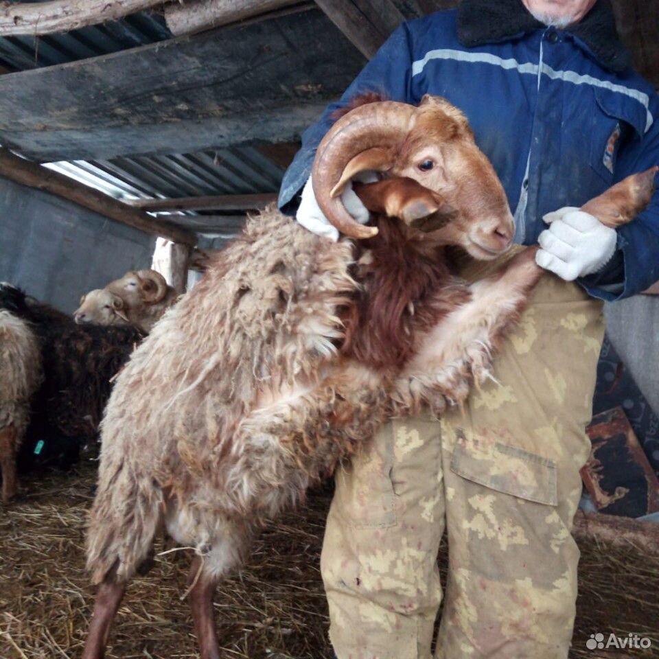 чайхона барашка. программа овечка. овцеводство в дагестане. курдючные овцы. курбан байрам.