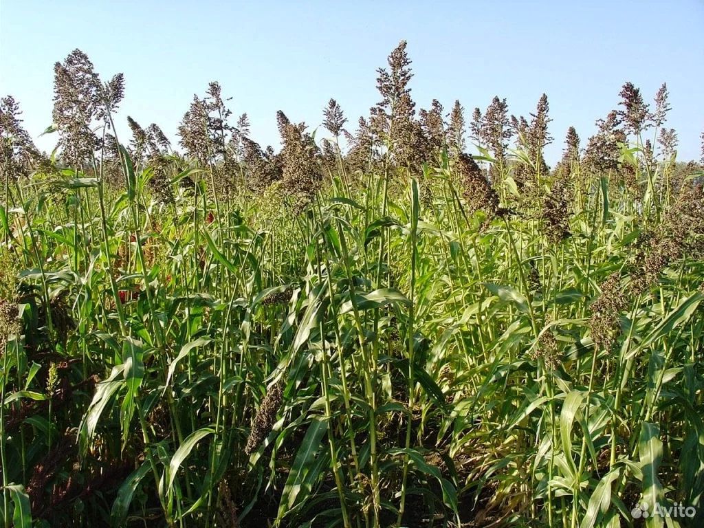 Суданская трава, травянистое сорго.. Суданка многолетняя трава. Сорго суданка. Кормовая трава суданка. Купить семена сена