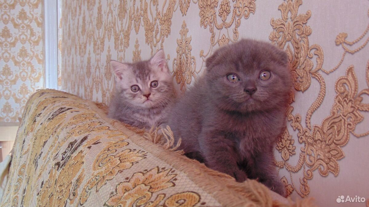Продам котят купить на Зозу.ру - фотография № 5