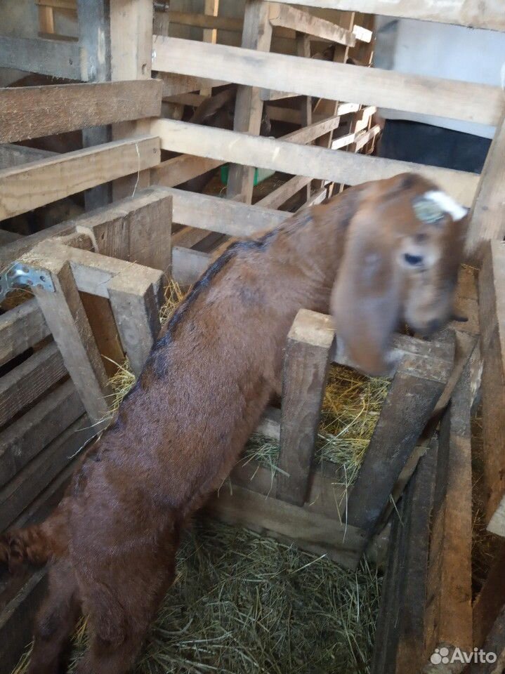 Нубийские козы купить на Зозу.ру - фотография № 10