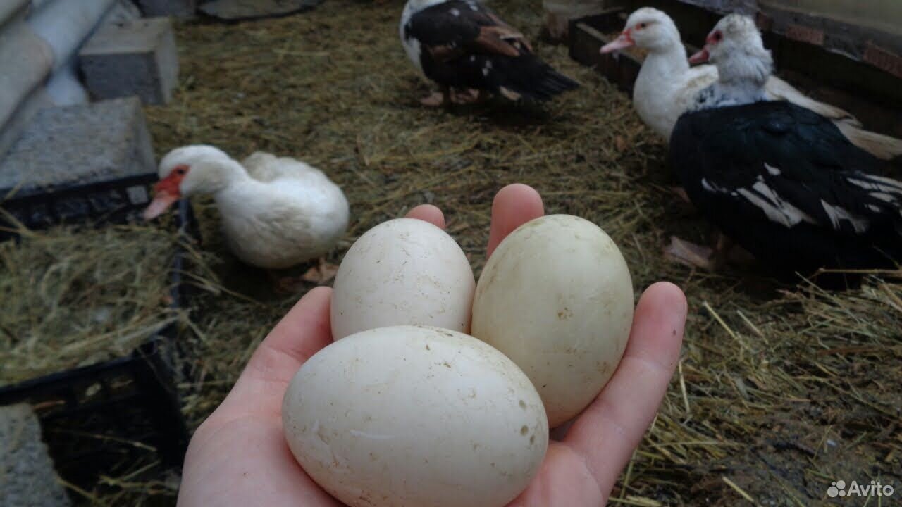 Купить яйцо мускусной. Инкубационное яйцо индоутки. Яйцо индоутки. Инкубационное яйцо мускусной утки. Мускусная индоутка высиживает яйца.