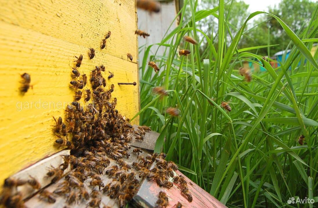 Пчелосемьи и ульи купить на Зозу.ру - фотография № 1