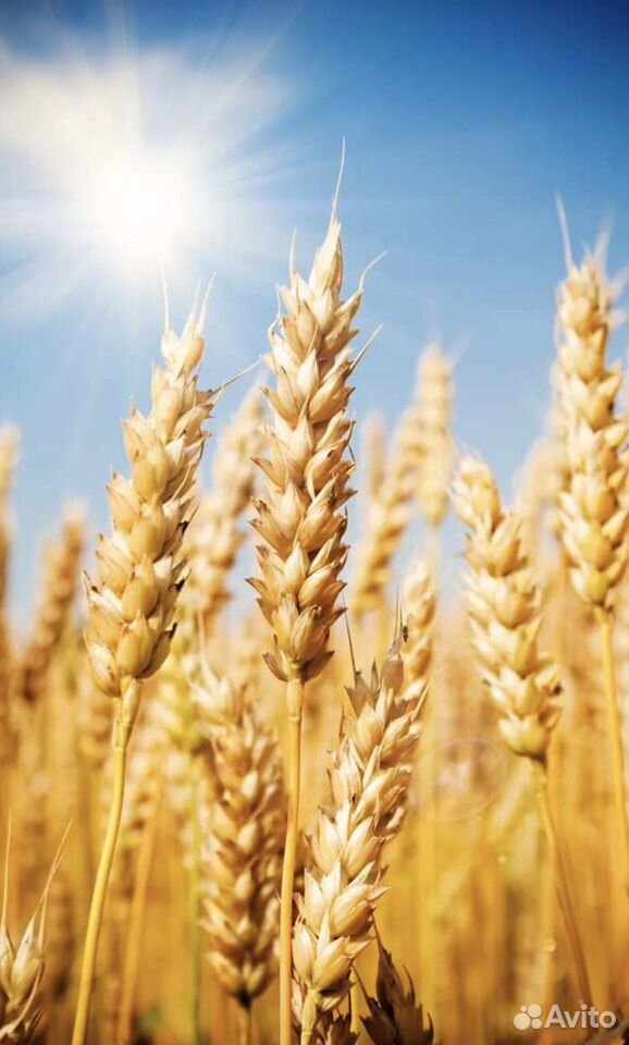 Ячмень, пшеница, кукуруза купить на Зозу.ру - фотография № 1