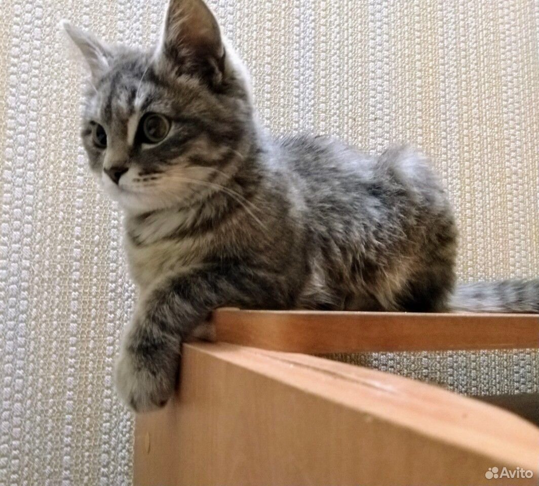 Котик ищет дом купить на Зозу.ру - фотография № 2