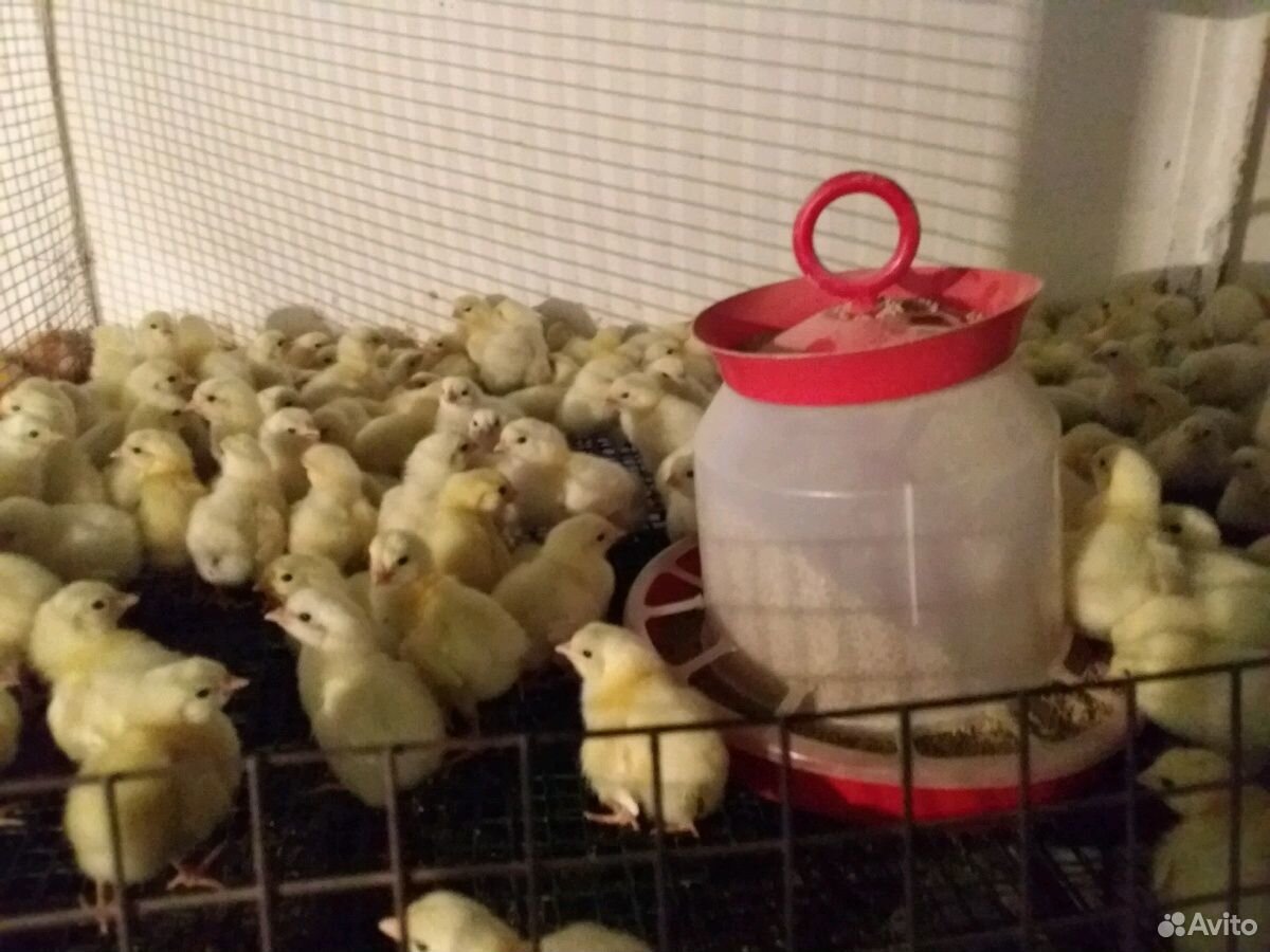 Цыплята яичных пород куплю. Коробка из под бройлера Кобб 500. Купить домашнюю птицу на авито в Кемерово.