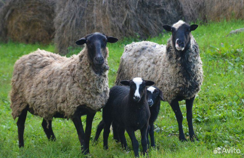 Романовская овца с ягнятами купить на Зозу.ру - фотография № 1
