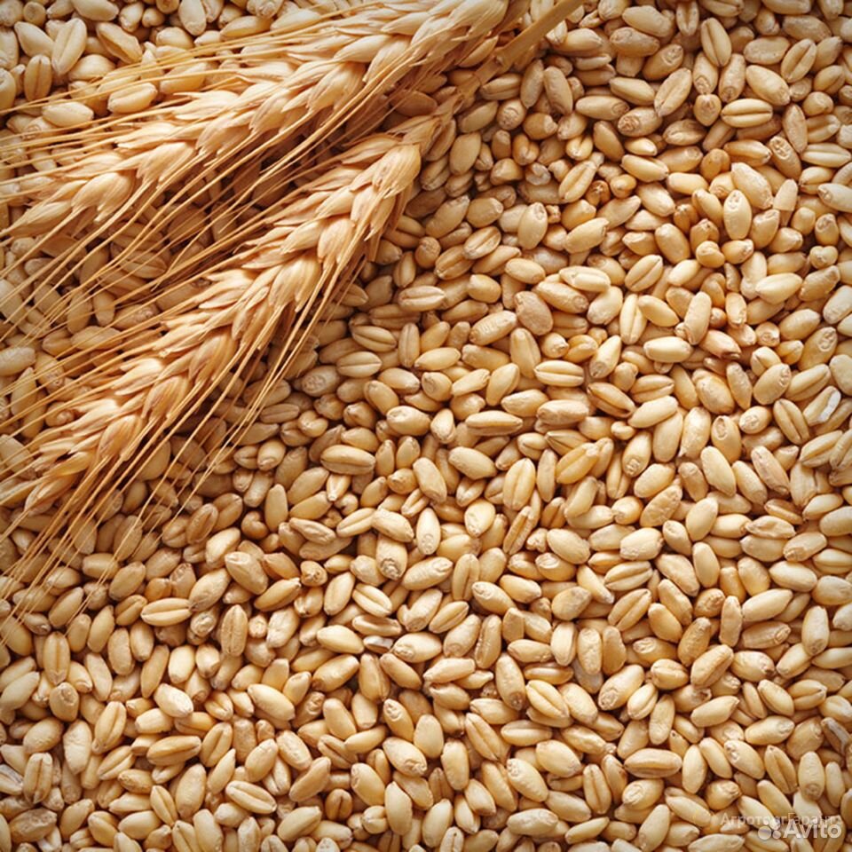 Пшеница яровая Аквилон купить на Зозу.ру - фотография № 1