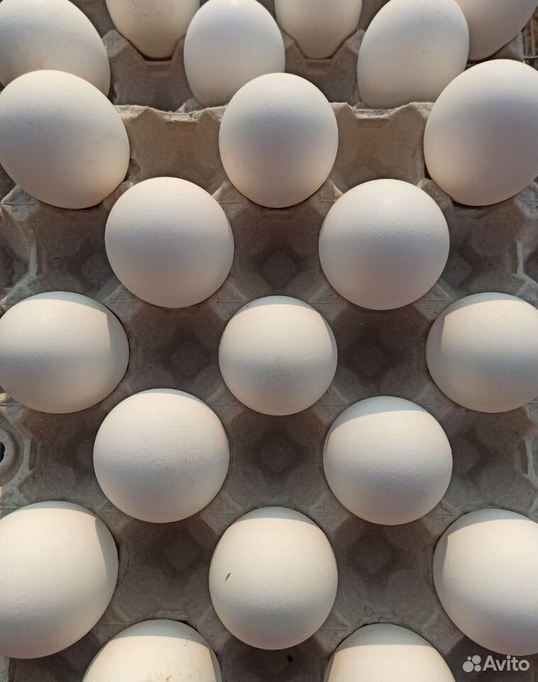 Яйцо на инкубацию купить на Зозу.ру - фотография № 4