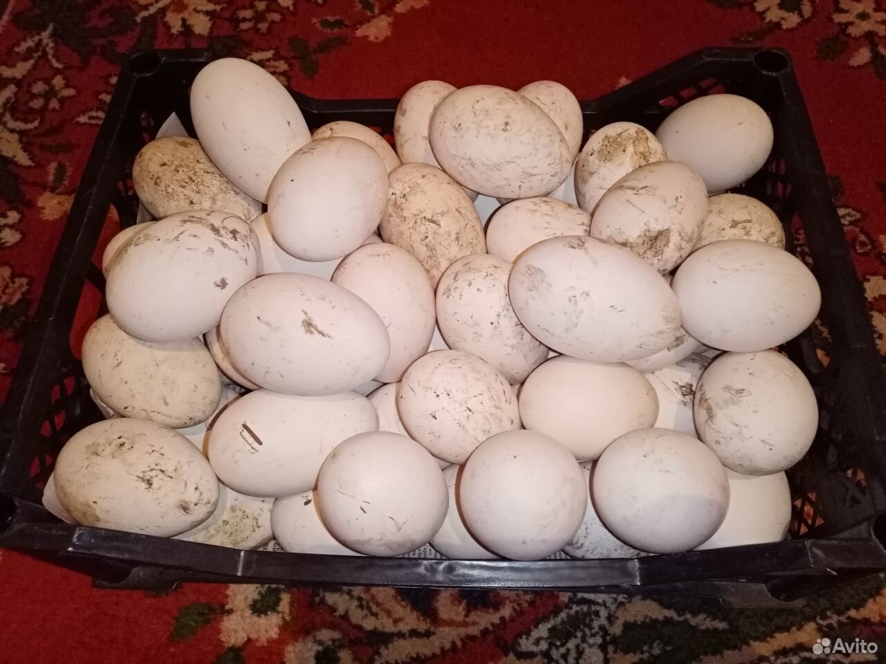 Продаю яйца гусиные для инкубации купить на Зозу.ру - фотография № 1