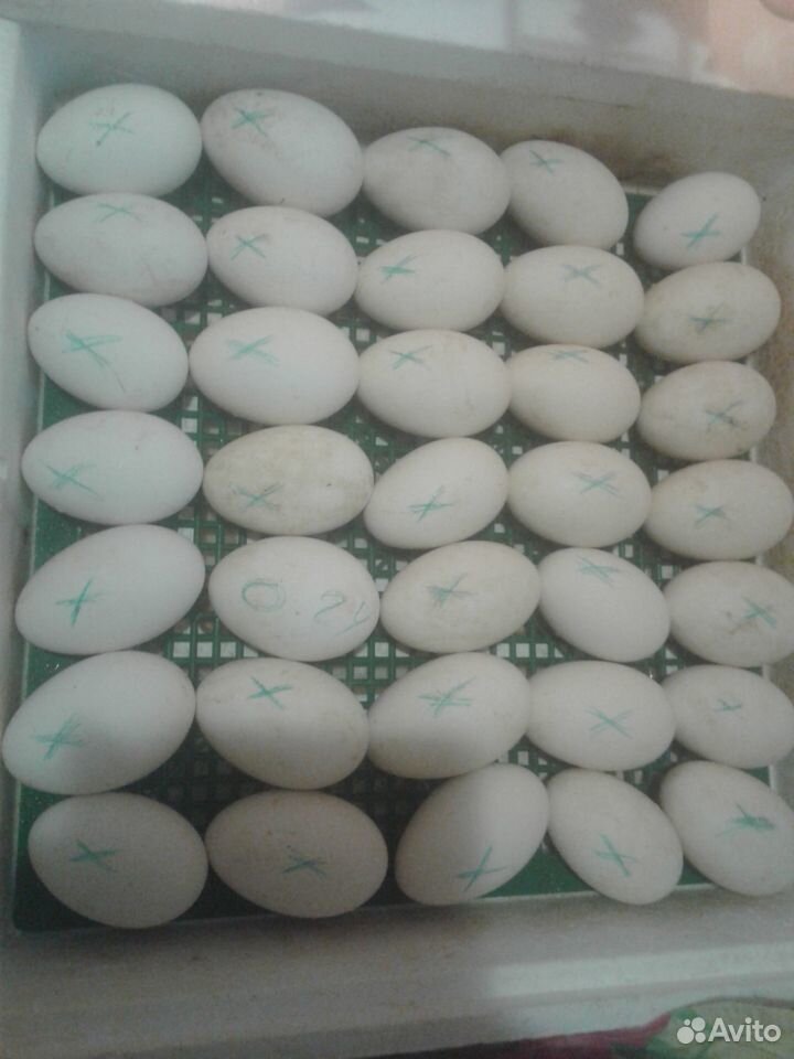 Яйцо гусиное купить на Зозу.ру - фотография № 2
