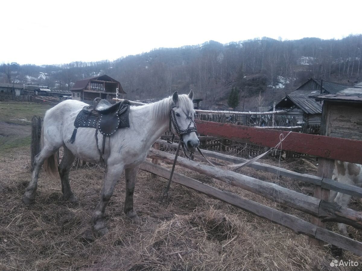 Конь купить на Зозу.ру - фотография № 1