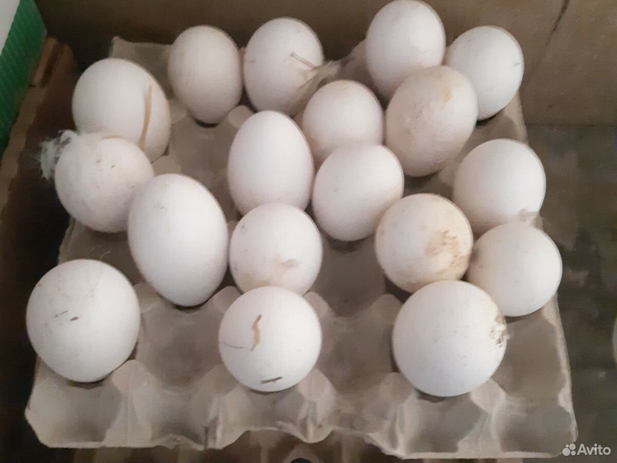 Купить яйца мастер грей