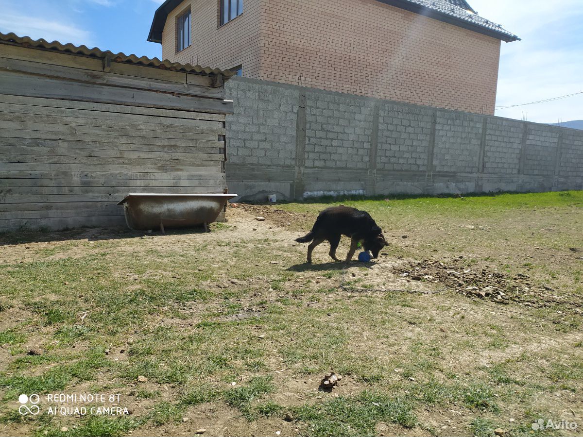 Собака пастух купить на Зозу.ру - фотография № 4