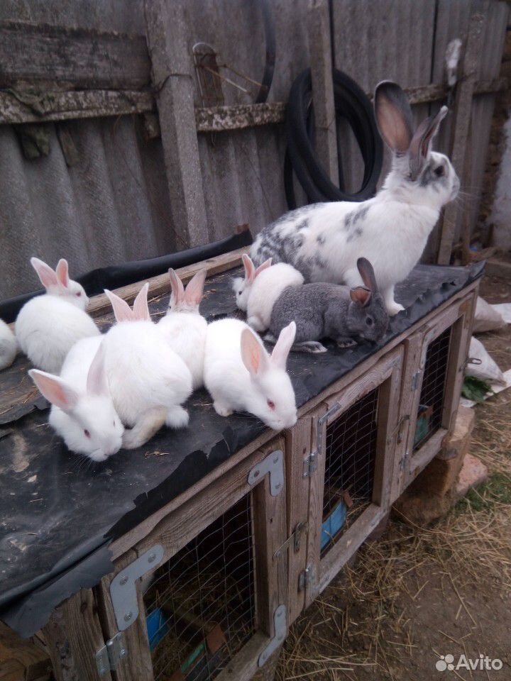 Продам малышей кролики купить на Зозу.ру - фотография № 6