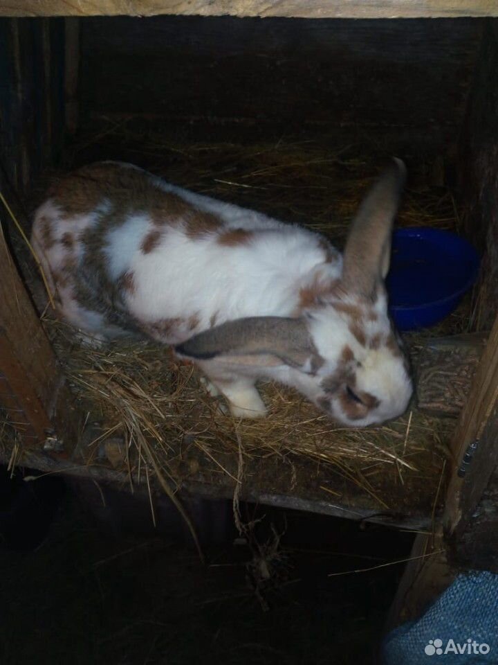 Кролик самец купить на Зозу.ру - фотография № 1