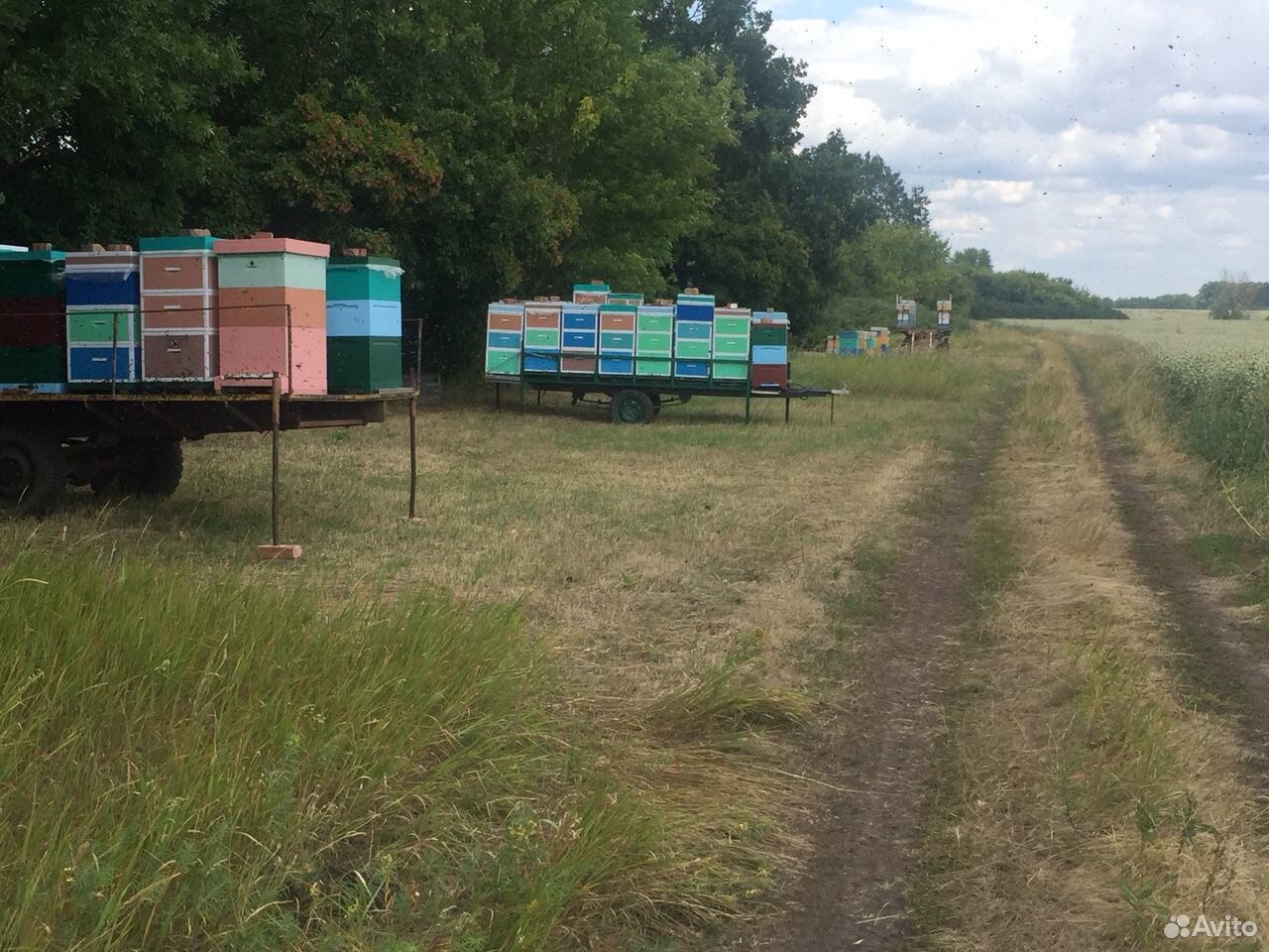 Мёд пчелыУлей купить на Зозу.ру - фотография № 2