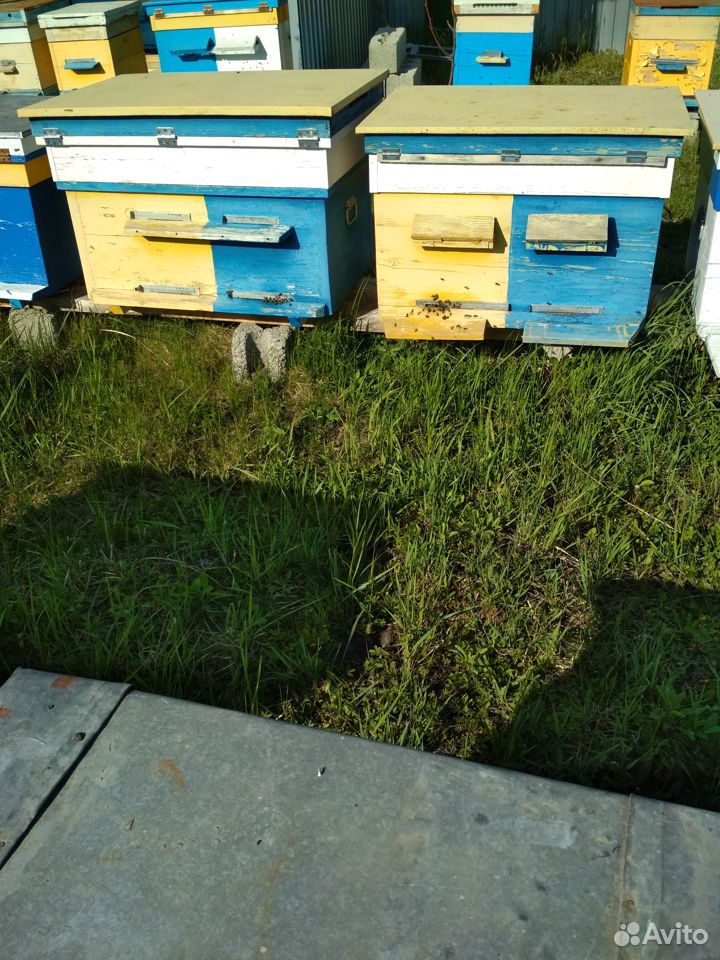 Пасека Пчелы купить на Зозу.ру - фотография № 2