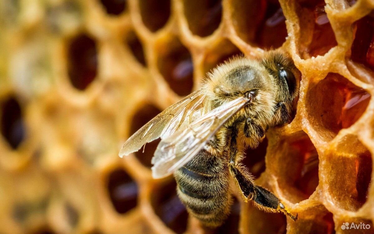 Пчёлы система, дадан купить на Зозу.ру - фотография № 1
